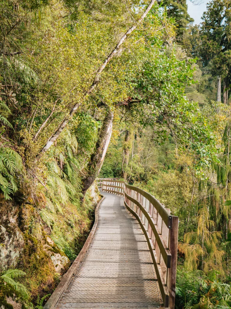 A wooden boardwalk winding through lush native rainforest and ferns at Hokitika Gorge