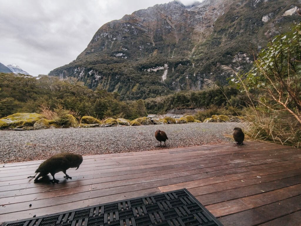 Three cheeky kea parrots walking on the wooden deck outside Milford Sound Lodge with the rainy Fiordland mountains in the background