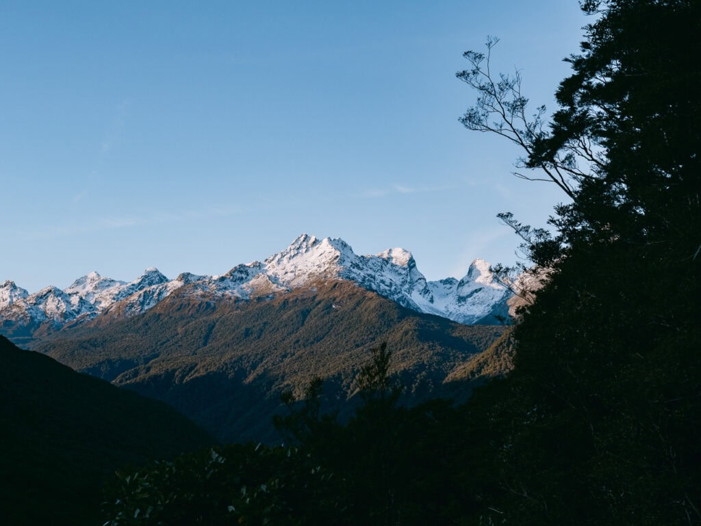 Jagged snow-covered mountain peaks at dawn with dark native forest silhouettes in the foreground near Milford Sound