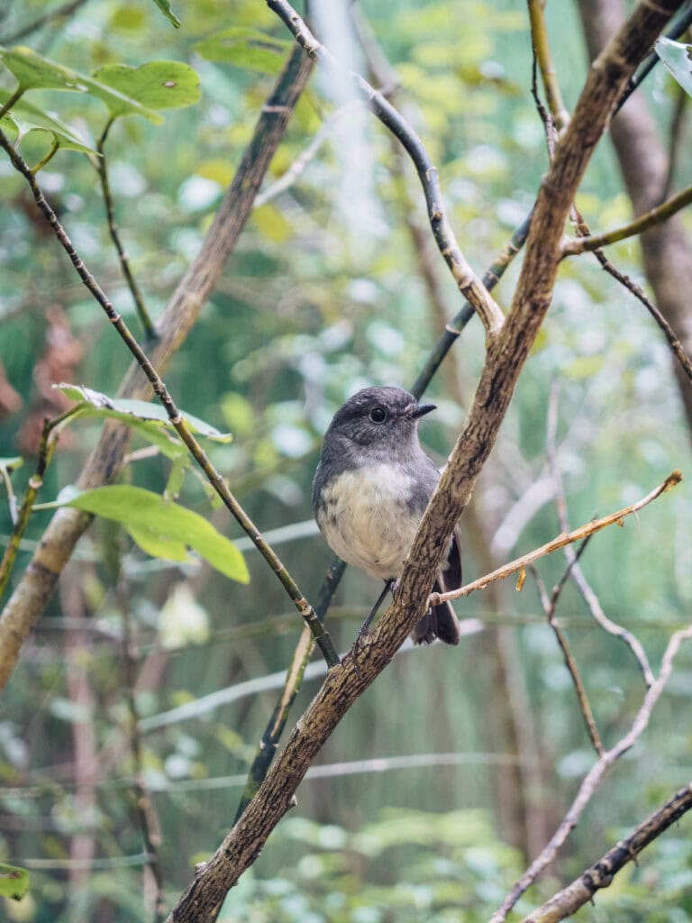 A South Island robin with grey and white plumage perched on a branch amongst native forest on Stewart Island