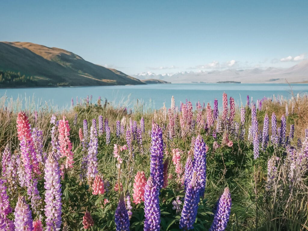 Pink and purple lupins blooming in the foreground with the turquoise waters of Lake Tekapo and mountains in the background
