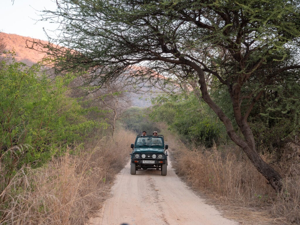 A jeep drives along a narrow dirt road through dry forest on a leopard safari near Jaipur. Trees arch overhead as the vehicle heads deeper into the reserve