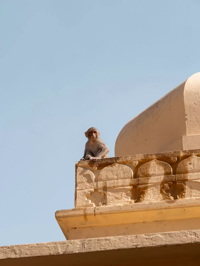 A monkey sits on the temple structures at Galta Ji monkey temple in Jaipur