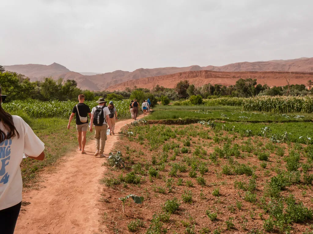 G Adventures travellers walking along a path through green farmland near Tinghir, Morocco, with mountains in the background