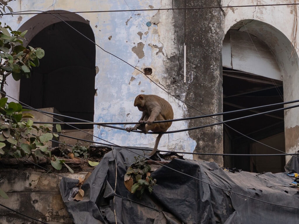 Monkey perched on a power line beside a weathered building with arched openings