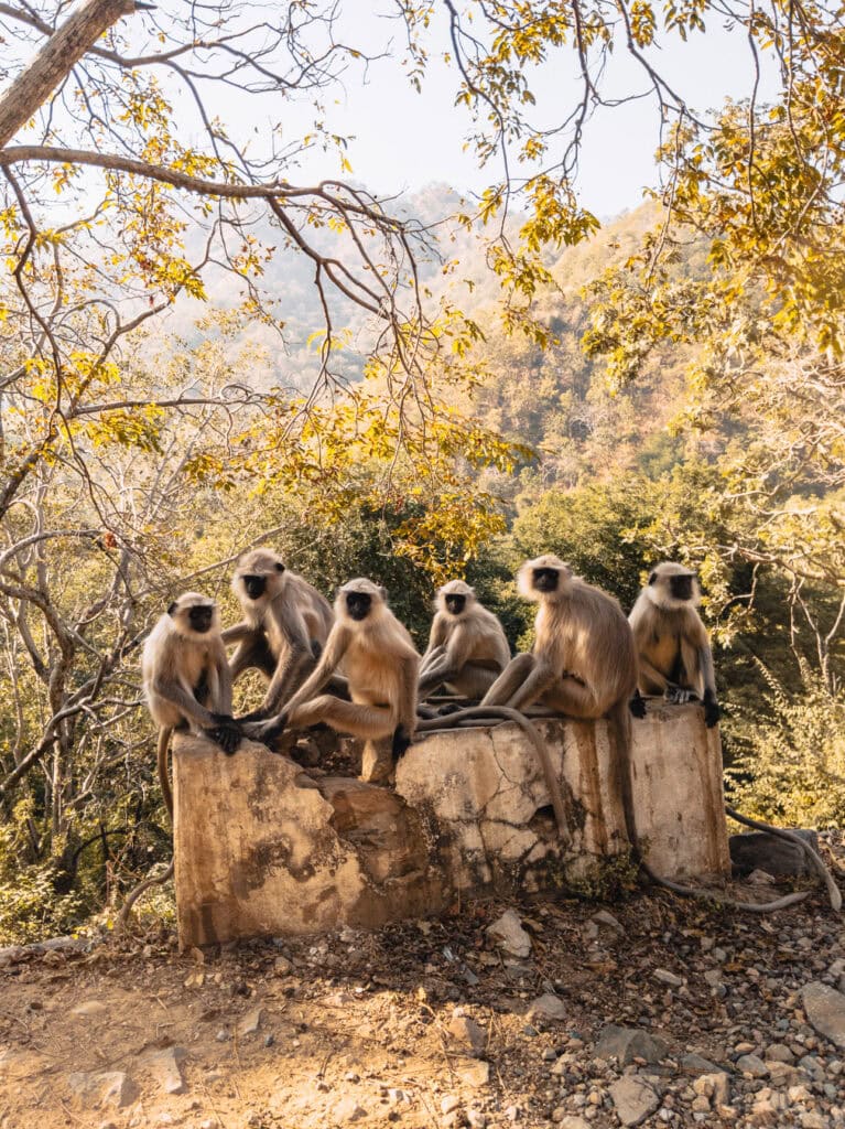Group of langurs sitting closely together on a low wall surrounded by dry foliage and trees