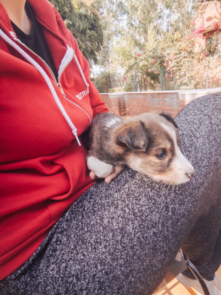 Small puppy resting on a traveller’s lap while sitting outdoors, creating a quiet and gentle moment
