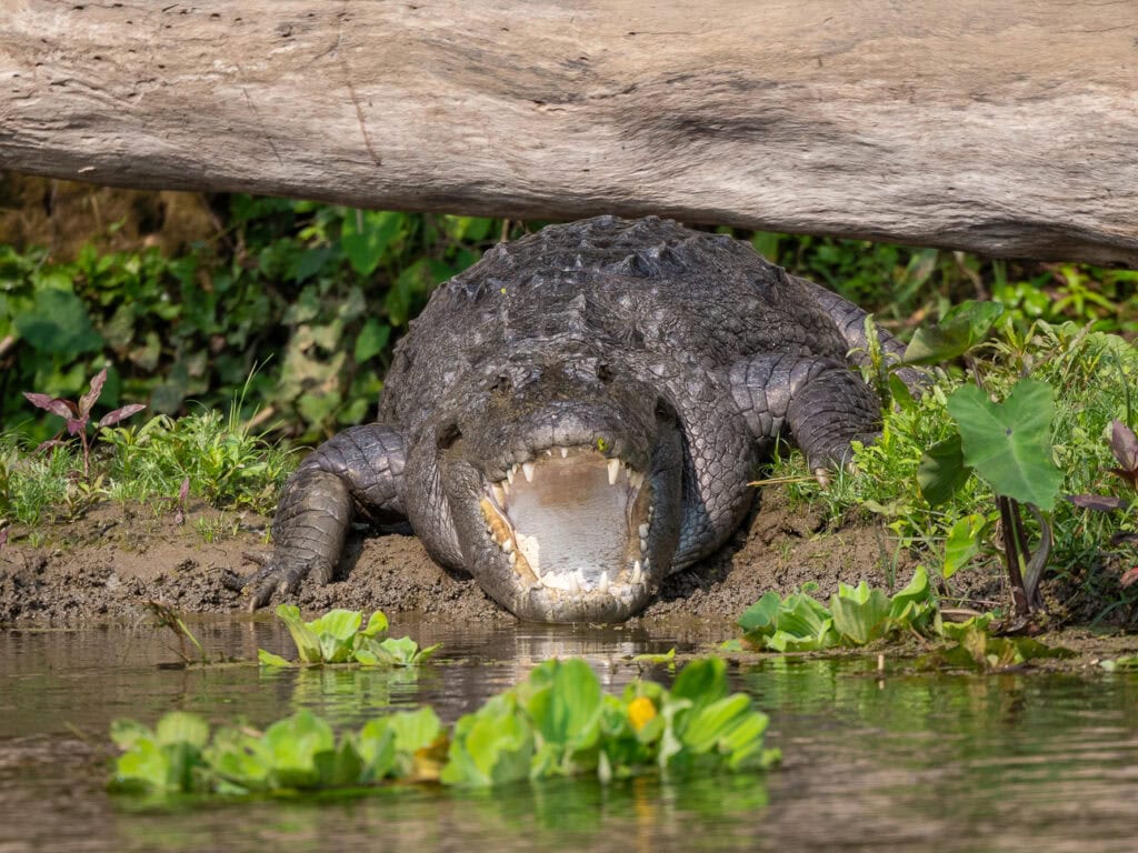 Mugger crocodile spotted from the water during a canoe safari in Chitwan
