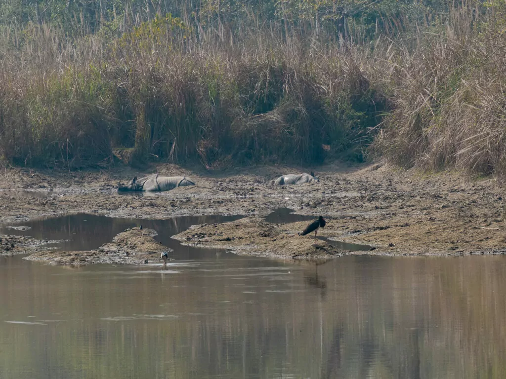 Rhinos wallowing in a muddy pool on a Chitwan jeep safari with One Life Adventures Nepal Snapshot tour