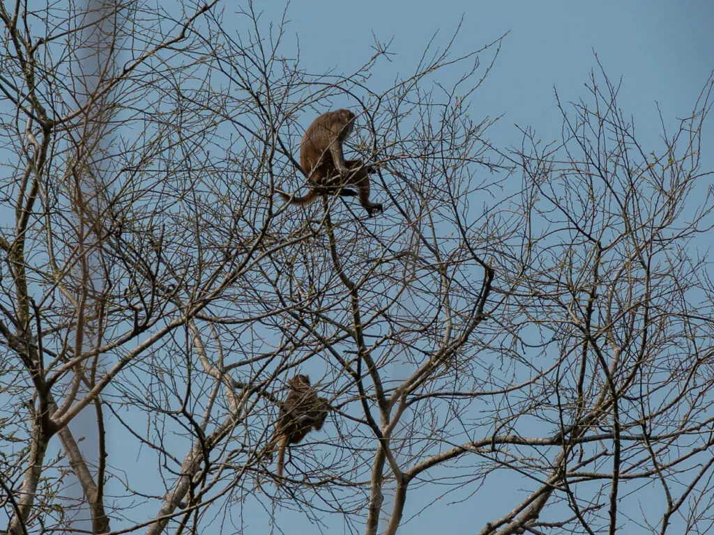 Macaque monkey perched in a bare tree in Chitwan National Park