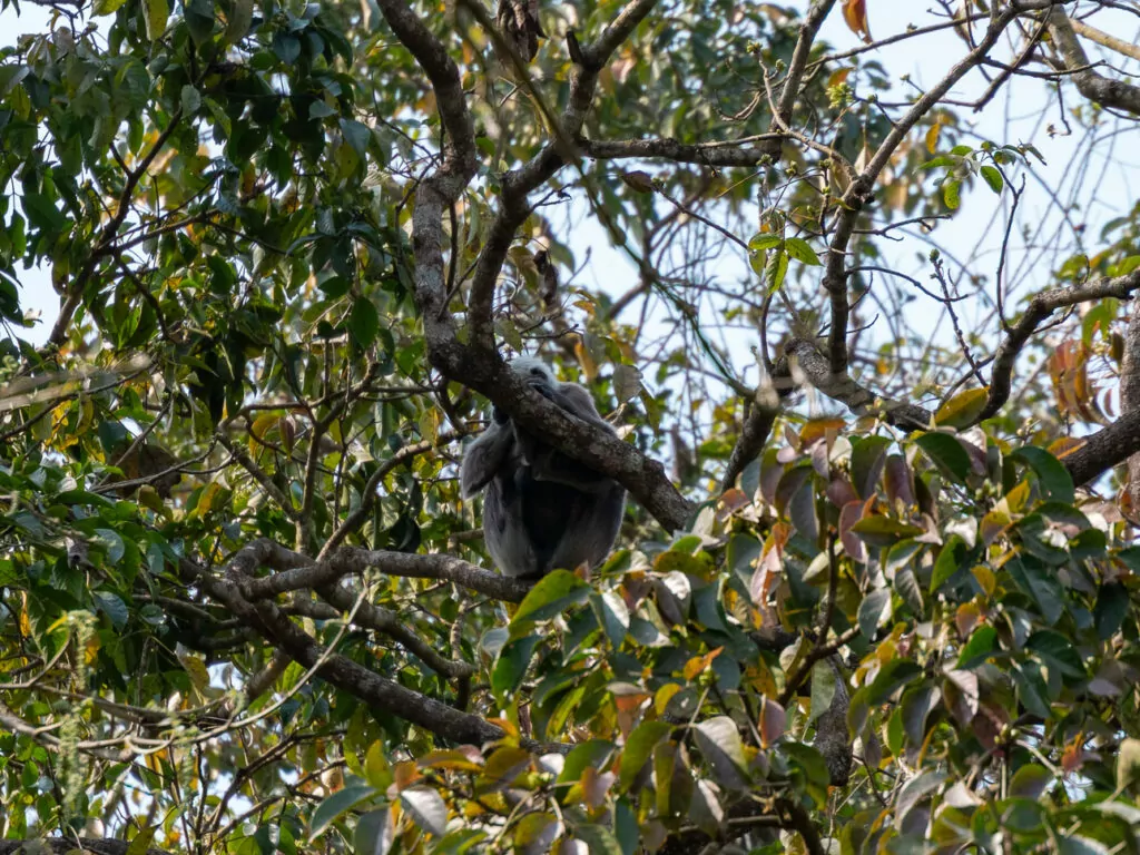 Langur monkey sitting in a tree in Chitwan National Park