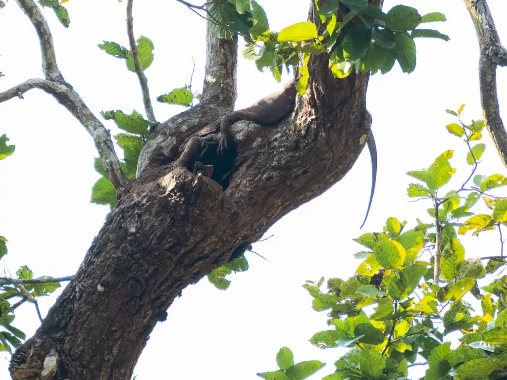 Monitor lizard hiding in a tree in Chitwan National Park