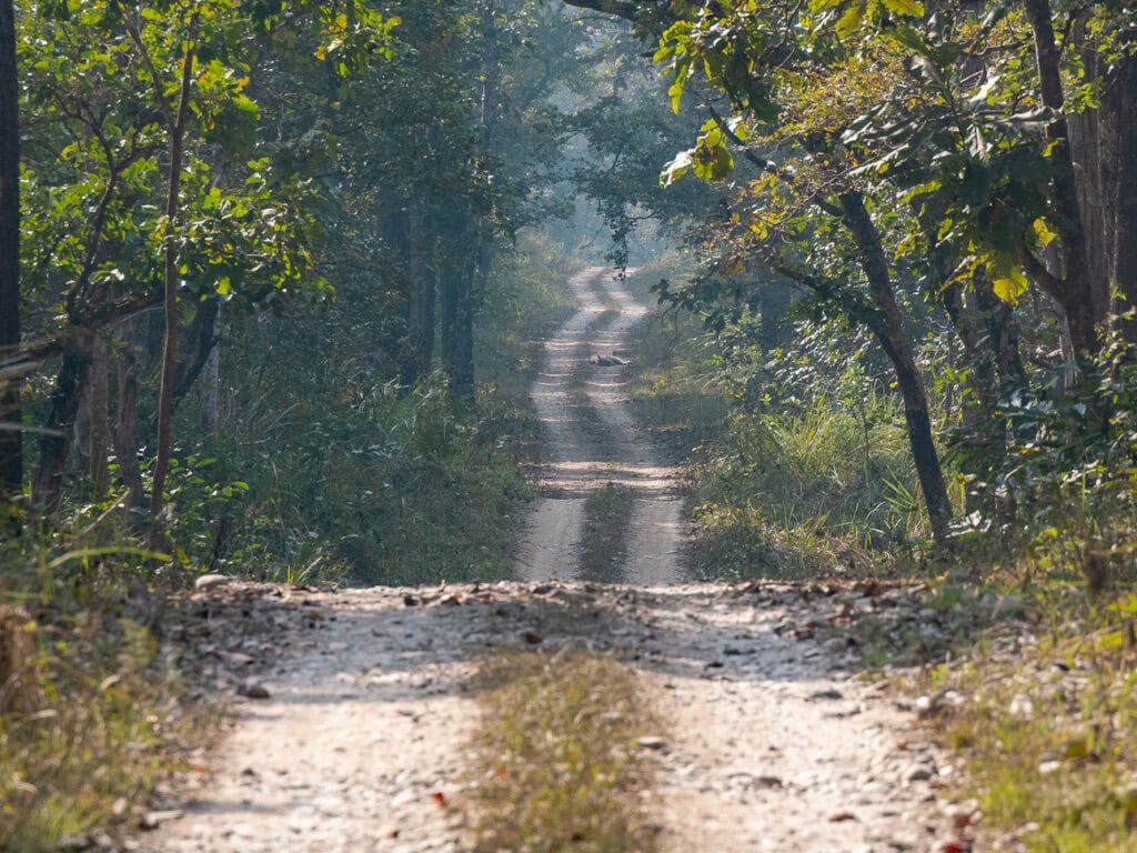 Distant view of a Bengal tiger lying on tyre tracks during a jeep safari in Chitwan with One Life Adventures Nepal