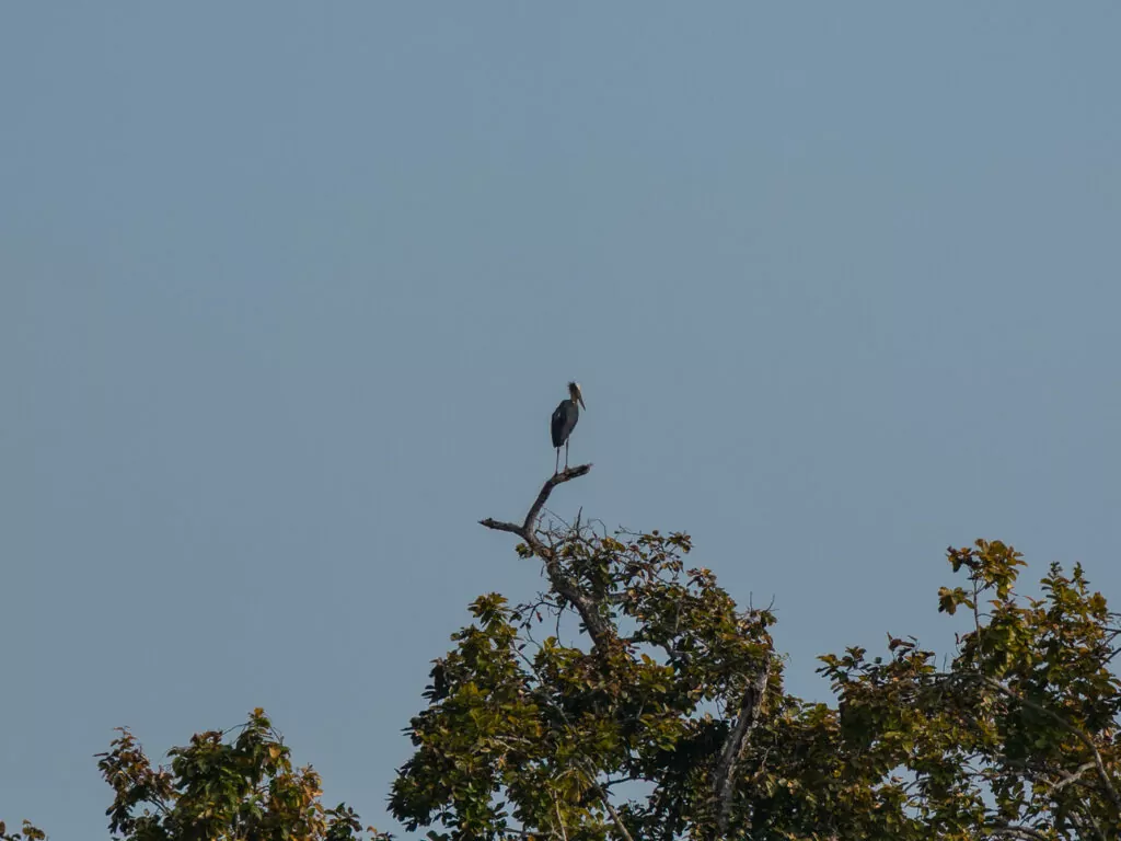 Hornbill perched in a tree spotted during a Chitwan safari on a One Life Adventures tour in Nepal