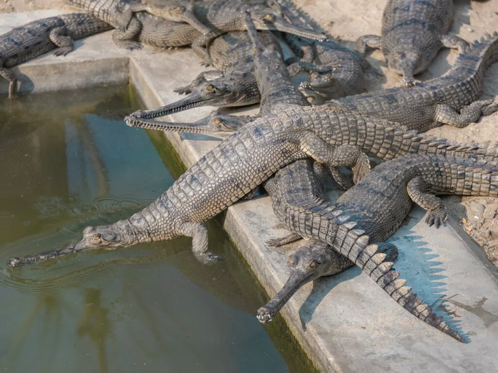 Gharial crocodiles at the conservation breeding centre in Chitwan National Park
