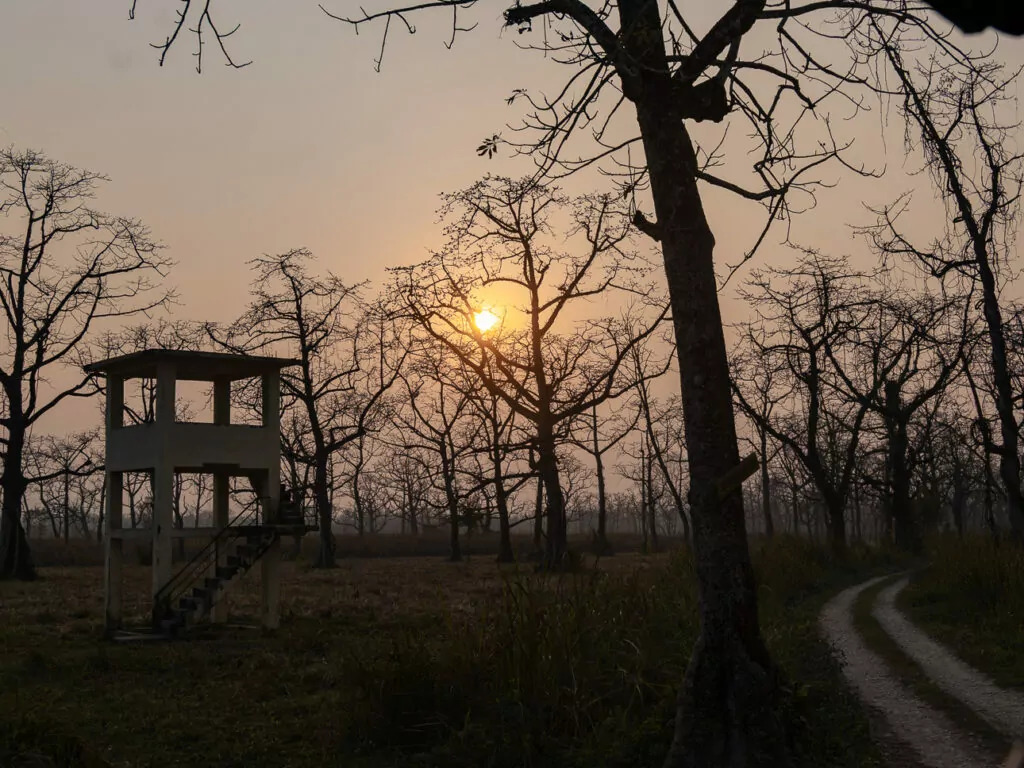 Golden sunset seen through trees at Chitwan National Park