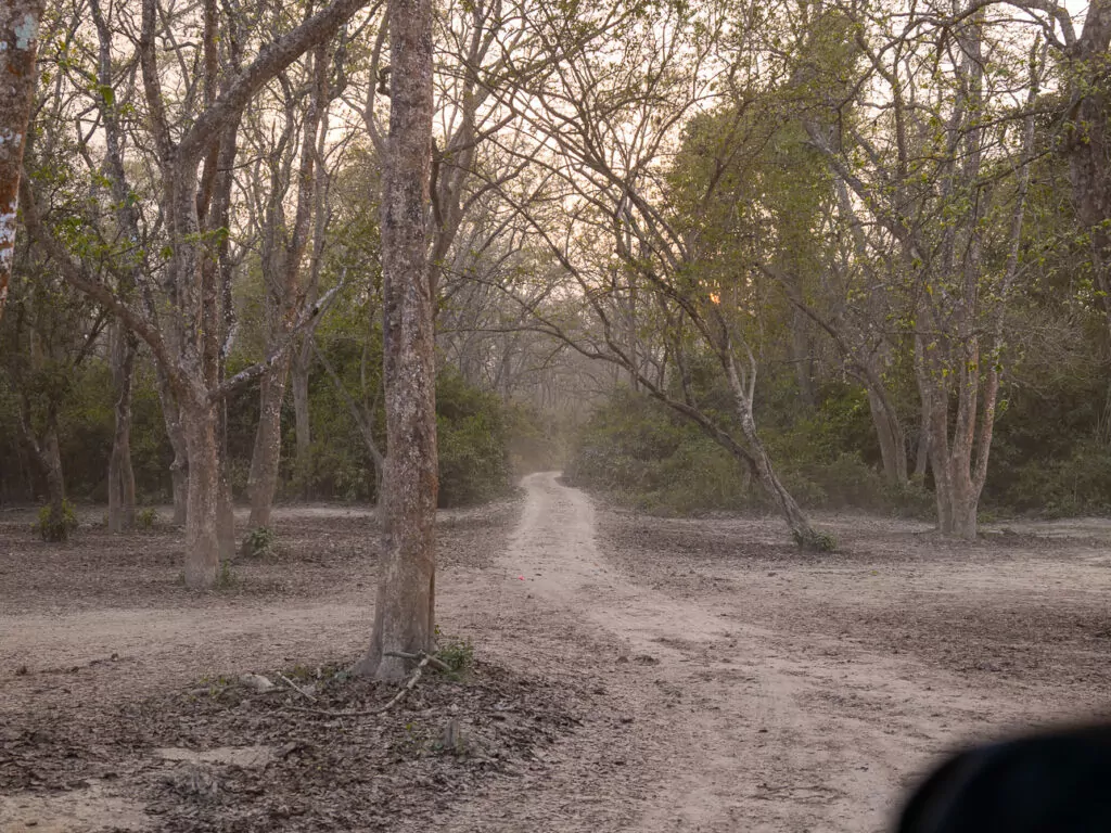 Dirt road through the jungle on a safari in Chitwan National Park