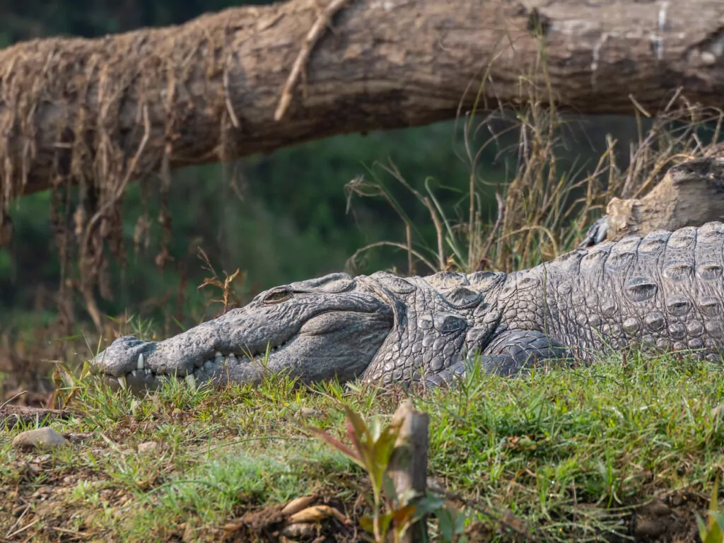 Mugger crocodile resting by the water in Chitwan National Park