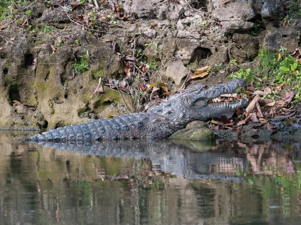 Mugger crocodile basking on a riverbank in Chitwan National Park