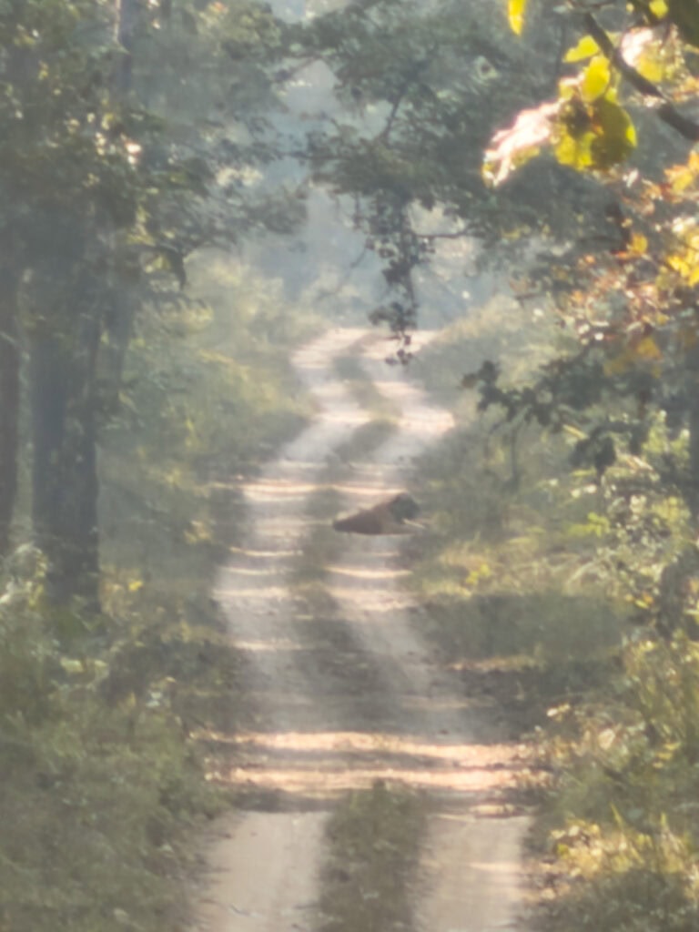 Closer look at a Bengal tiger resting on a dirt track in Chitwan National Park