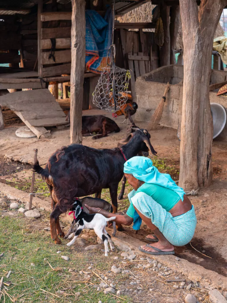 Villager helping baby goats feed from their mother in a village near Chitwan National Park