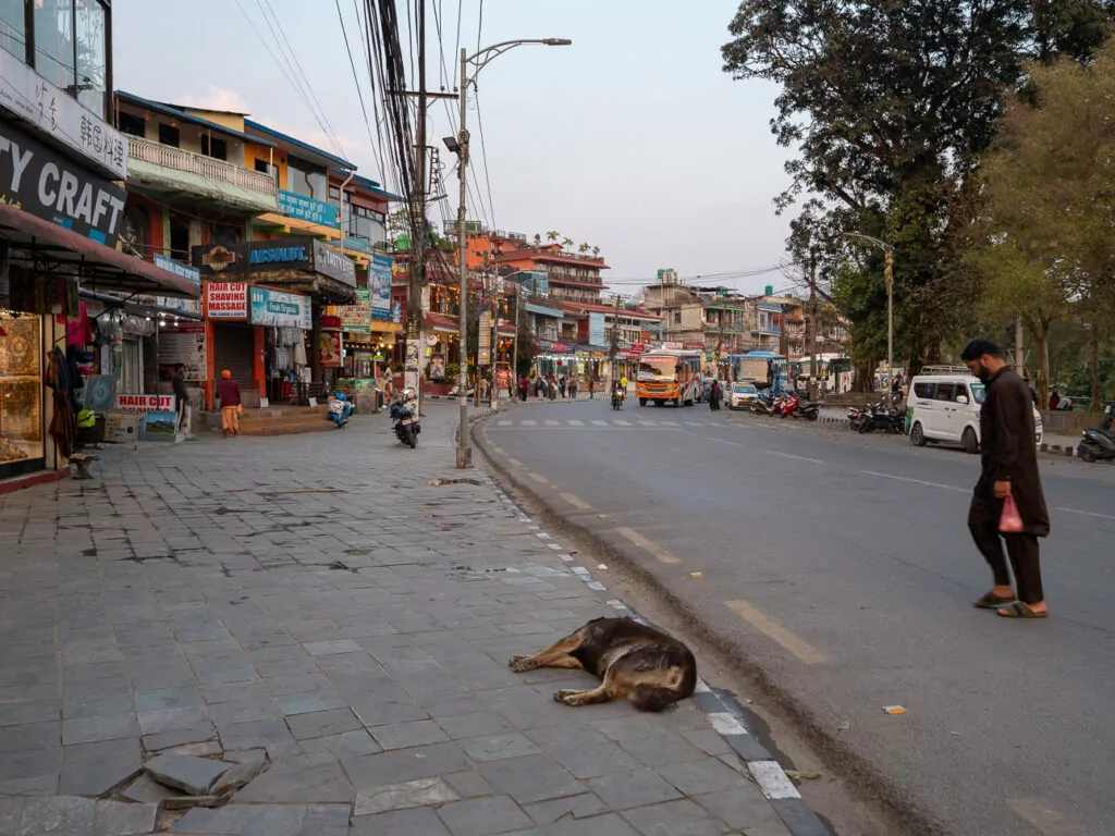 Colourful shops lining a street in Pokhara with a dog resting on the road