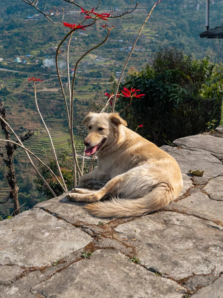 Friendly dog relaxing on a rock with mountain views on the Australian Camp trek