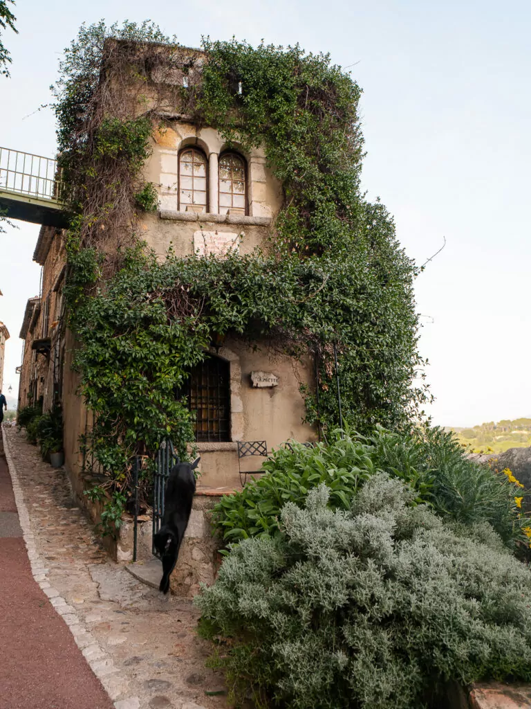 A black cat jumps down from a fence outside an ivy covered stone house in Saint Paul de Vence. The lane and greenery make the village feel peaceful after the day trip crowds leave.