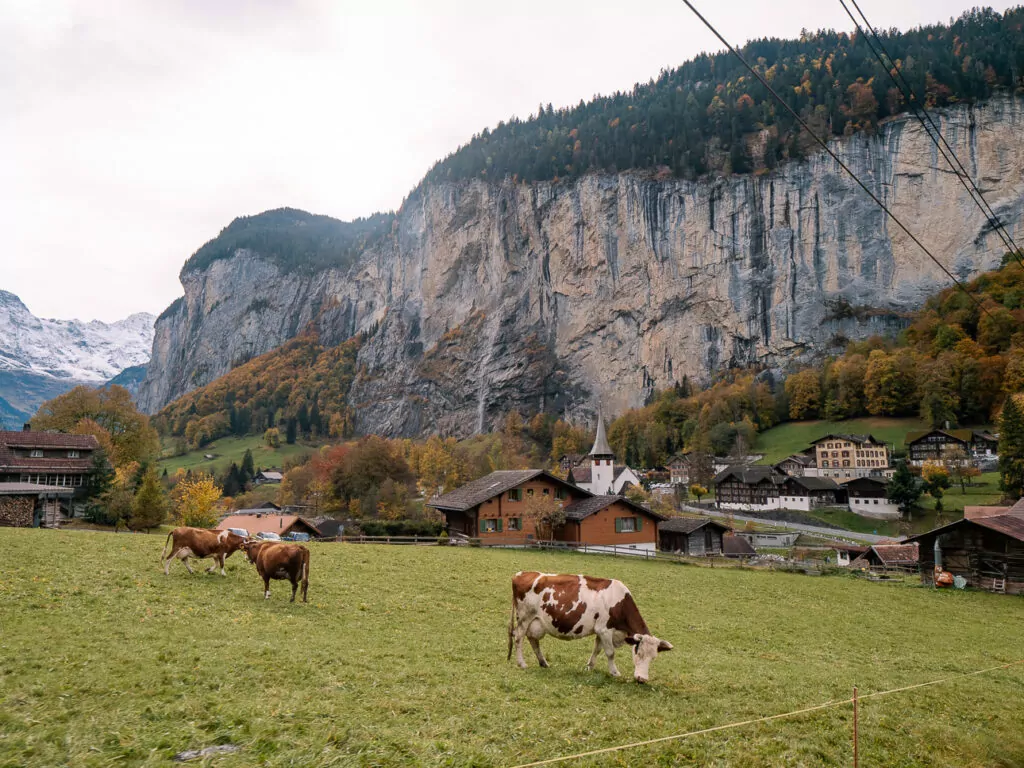 Cows grazing in Lauterbrunnen with village chalets, cliffs and waterfalls behind them