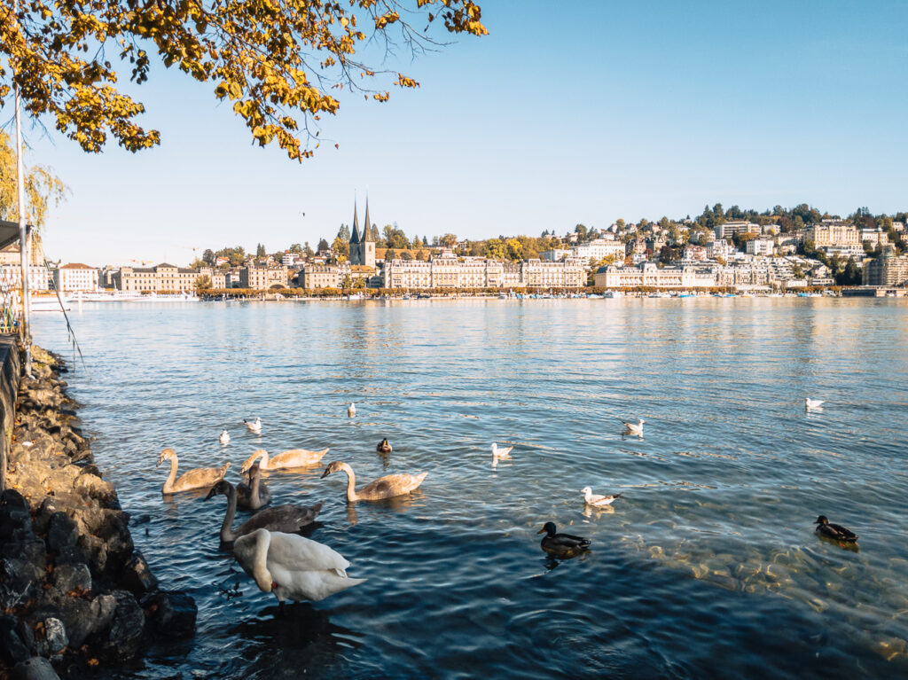 Swans and ducks on Lake Lucerne with the Hofkirche spires and lakefront buildings opposite